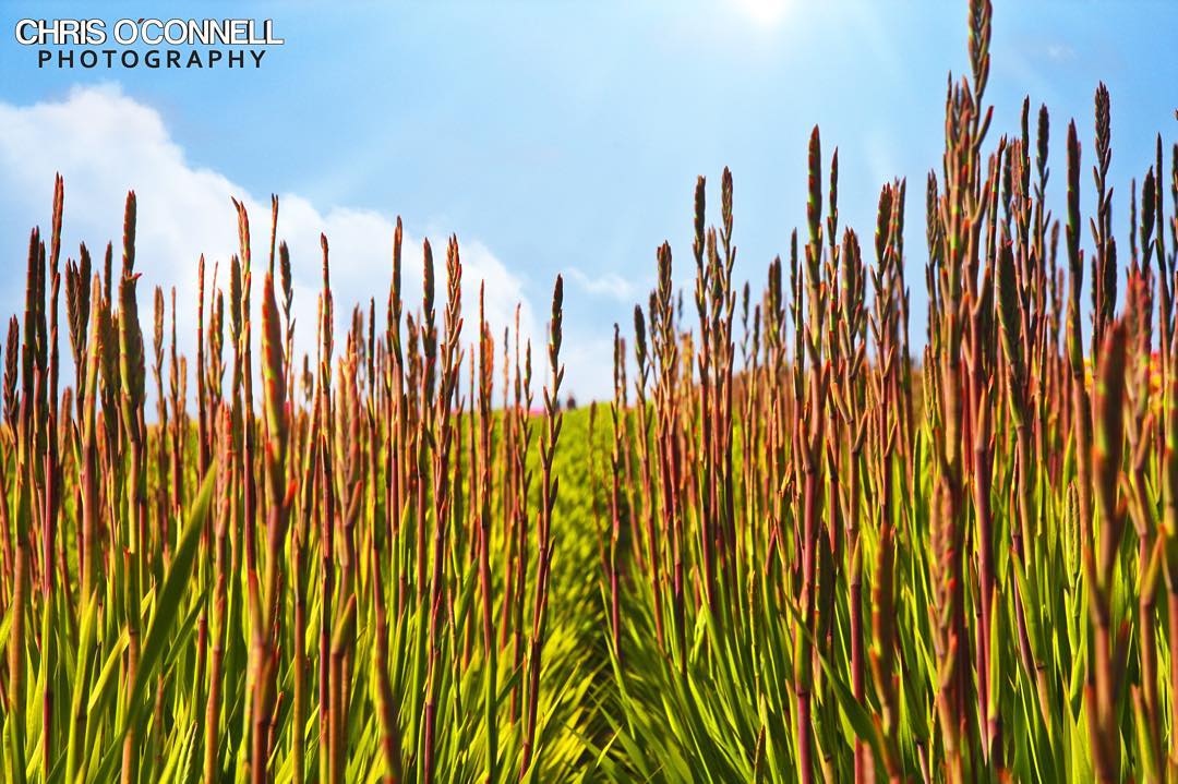 Vibrant flower fields stretching across Carlsbad hills